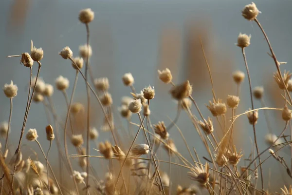 Yaz sahilleri Ukrayna Mykolaiv yakınındaki kır çiçekleri ile. Doğa duvar kağıdı arka plan