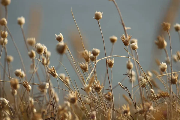 Yaz sahilleri Ukrayna Mykolaiv yakınındaki kır çiçekleri ile. Doğa duvar kağıdı arka plan
