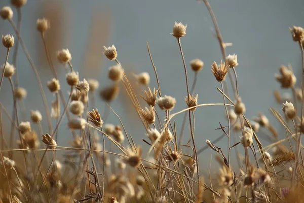 Yaz sahilleri Ukrayna Mykolaiv yakınındaki kır çiçekleri ile. Doğa duvar kağıdı arka plan