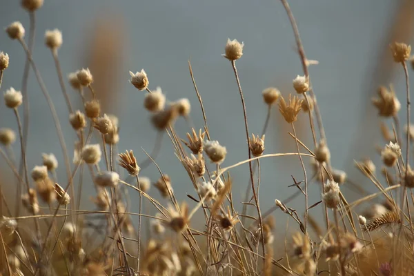 Yaz sahilleri Ukrayna Mykolaiv yakınındaki kır çiçekleri ile. Doğa duvar kağıdı arka plan