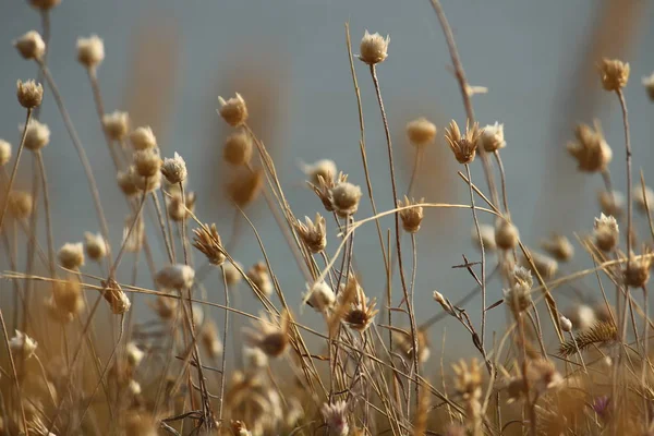 Yaz sahilleri Ukrayna Mykolaiv yakınındaki kır çiçekleri ile. Doğa duvar kağıdı arka plan