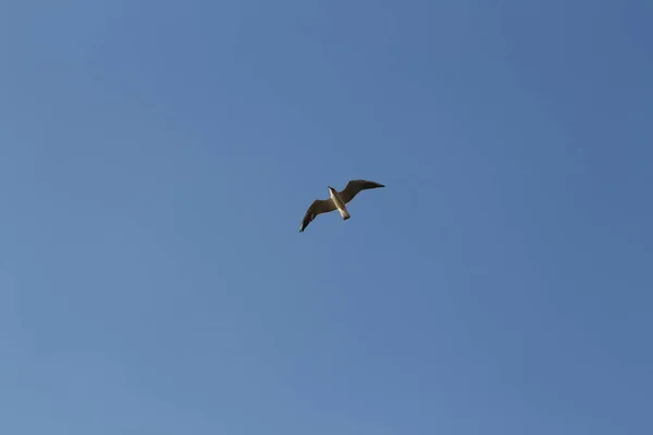 Одна чайка летит в голубом ясном небе. Украина, Черноморское побережье — стоковое фото