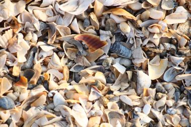 Arka plan, kırık seashell parçacıkları üzerinde kumlu plaj Güney Ukrayna.