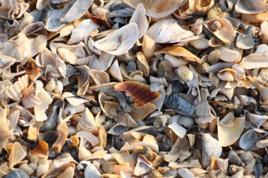 Arka plan, kırık seashell parçacıkları üzerinde kumlu plaj Güney Ukrayna.