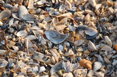 Arka plan, kırık seashell parçacıkları üzerinde kumlu plaj Güney Ukrayna.