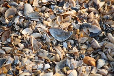 Arka plan, kırık seashell parçacıkları üzerinde kumlu plaj Güney Ukrayna.