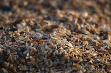 Arka plan, kırık seashell parçacıkları üzerinde kumlu plaj Güney Ukrayna.