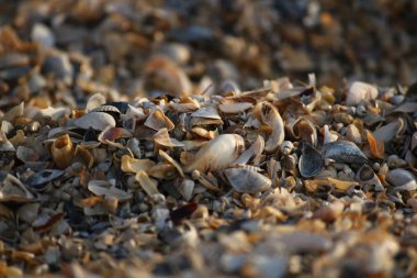 Arka plan, kırık seashell parçacıkları üzerinde kumlu plaj Güney Ukrayna.