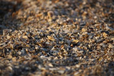 Arka plan, kırık seashell parçacıkları üzerinde kumlu plaj Güney Ukrayna.