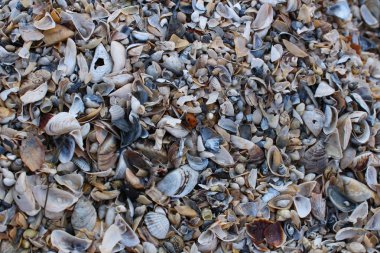 Arka plan, kırık seashell parçacıkları üzerinde kumlu plaj Güney Ukrayna.