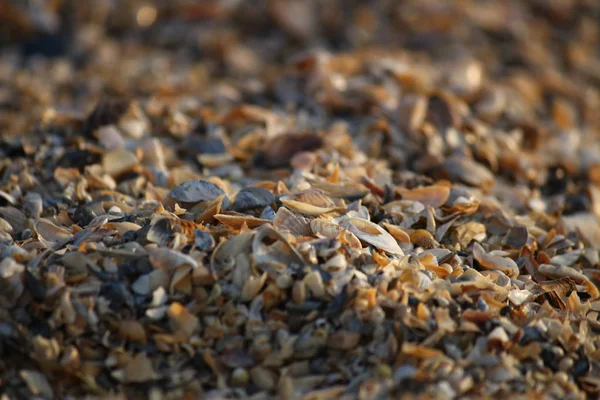 Arka plan, kırık seashell parçacıkları üzerinde kumlu plaj Güney Ukrayna.