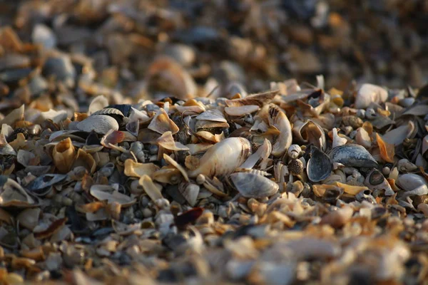 Arka plan, kırık seashell parçacıkları üzerinde kumlu plaj Güney Ukrayna.