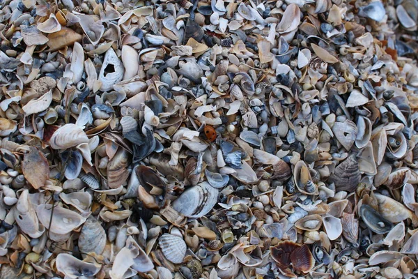 Arka plan, kırık seashell parçacıkları üzerinde kumlu plaj Güney Ukrayna.