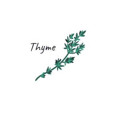 Kekik elle çizilmiş aşçılık bitkisi. Vektör illüstrasyonu beyaz arkaplanda izole edildi.