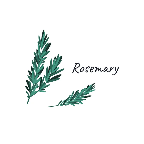 Rosemary klotter handritad vektor illustration isolerad på vit bakgrund. Ritning med titeln. — Stock vektor