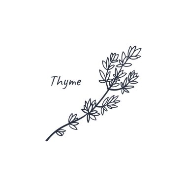 Kekik elle çizilmiş aşçılık bitkisi. Vektör illüstrasyonu beyaz arkaplanda izole edildi.