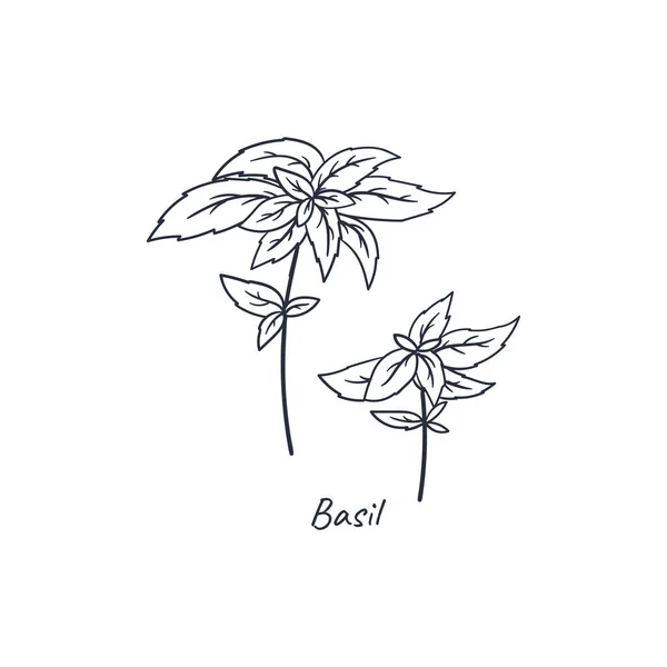 Basilic dessiné à la main doodle. Culinaire herbes logo dessin animé style plat concept . — Image vectorielle