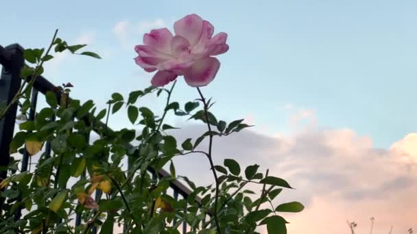 Time lapse of pink blooming pink rose with moving clouds — Stock Video