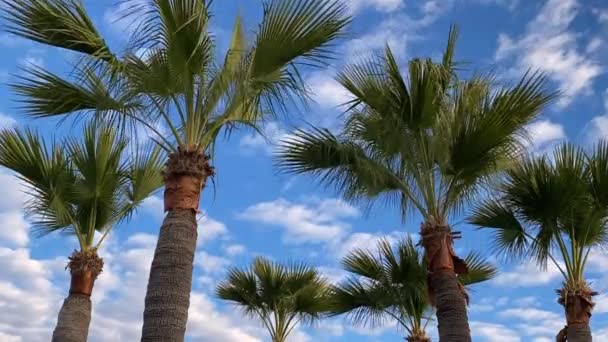 Palm tree cloud time lapse passerar fortkörning overhead koncept resa snabb tid — Stockvideo