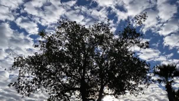 Träd silhuett med tiden förfaller snabba moln passerar overhead på blå himmel — Stockvideo
