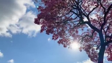 Pembe kiraz ağacının hareket eden bulutlarıyla zaman aşımı