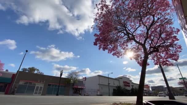 Zeitraffer der Straße von Pasadena am sonnigen Tag hinter Kirschblütenbaum — Stockvideo