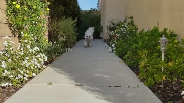 Chien maltais animal de compagnie courant hors de la maison sur le chemin de l'entrée de la caméra, vue basse — Video