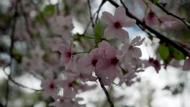 İlkbaharda parkta ağaçta pembe kiraz çiçekleri, yakın plan. — Stok video