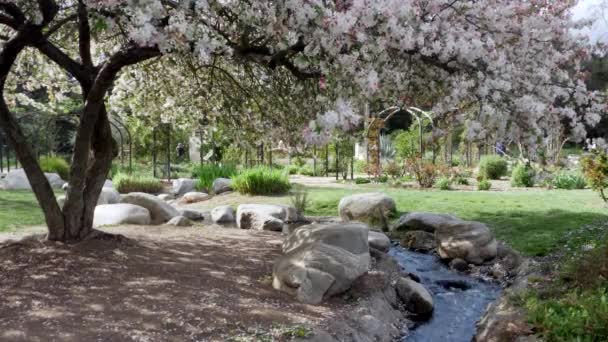 Вишневе цвітіння дерева, що цвіте над струмком у прекрасному садовому парку навесні — стокове відео