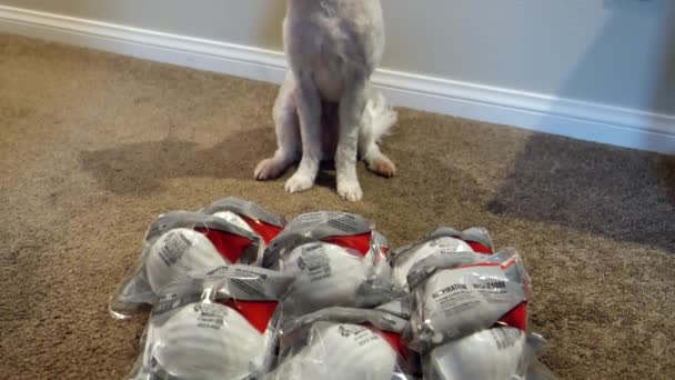 Several packs of Respirator N95 face mask with Maltese dog over them — Stock Video