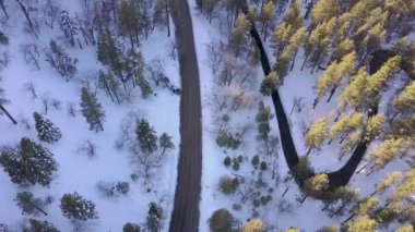 Hava, kuş gözü, karlı ağaçların üzerinden yükselen araba, karışık orman.