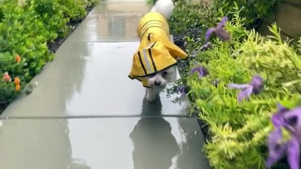 Chien maltais veste de pluie jaune marchant sur le sentier sous la pluie, ralenti — Video