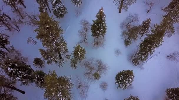 Aerial, top down, rising over snowy trees, mixed forest, up high, on a mountain — Stock Video
