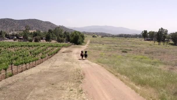 Dos jinetes a caballo a pie en la pista de campo viñedo, seguimiento aéreo — Vídeo de stock