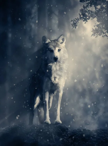 Fantasiewolf im Wald — Stockfoto