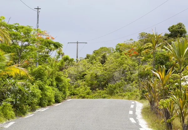 太平洋の島の道 — ストック写真