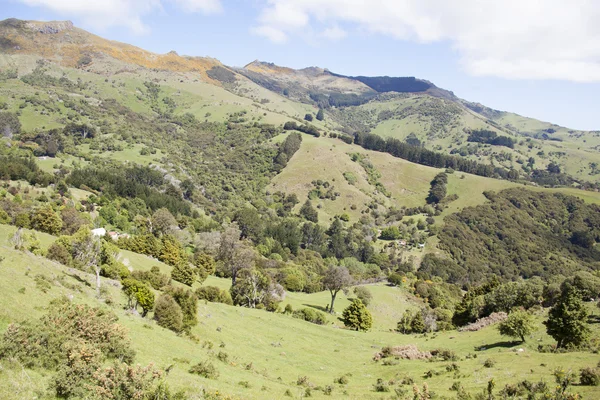 Campo de Nueva Zelanda — Foto de Stock