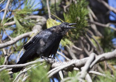 Vancouver şehir karga