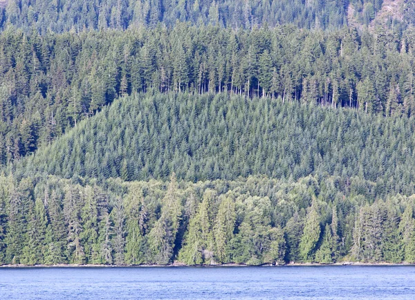 British Columbia Forest — Stockfoto