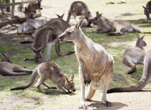 Tazmanya kanguru aile 