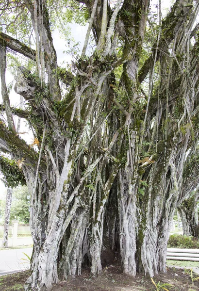 ต้นซูวะทาวน์ — ภาพถ่ายสต็อก