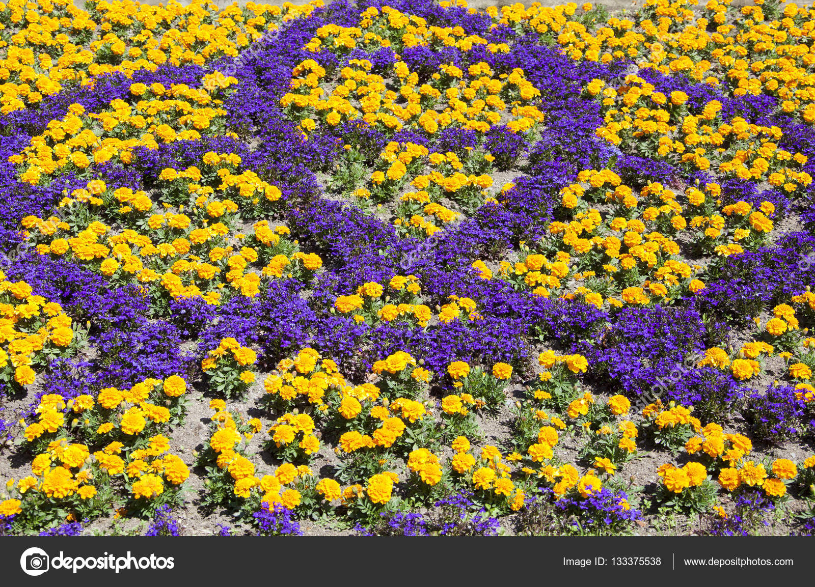Dunedin Flower Decorations — Stock Photo © ramunas 133375538