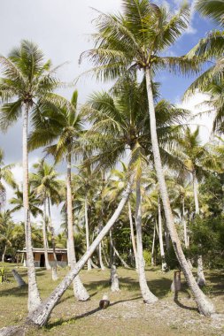 Pacific Island Palms