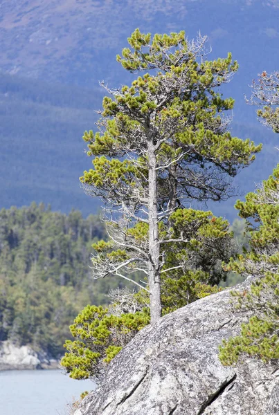De boom op een rots — Stockfoto