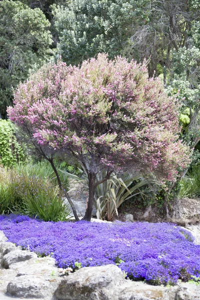 센테니얼 정원 색상 — 스톡 사진