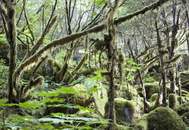 Alaskan yaşlı orman