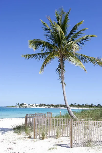 Rajska wyspa Palm Tree — Zdjęcie stockowe