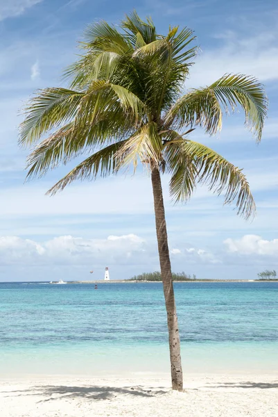 Palmeira de Nassau — Fotografia de Stock