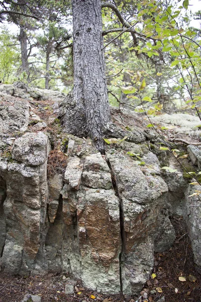 Дерево и рок — стоковое фото