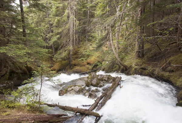 Alaskan Reid Creek — Foto Stock